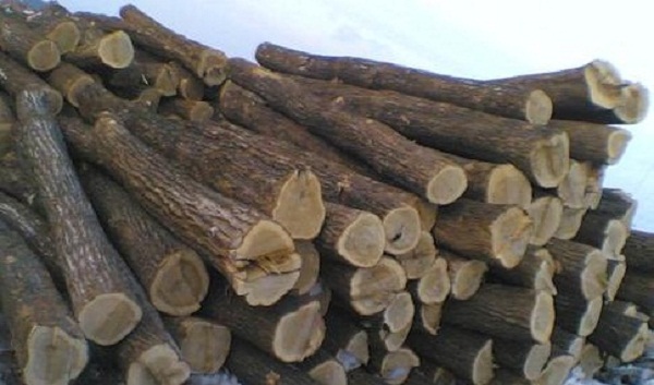 柞木原料.jpg 柞木原料.jpg